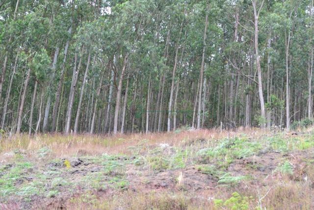 Terreno residencial à venda, Água Quente, Teresópolis. - Foto 9