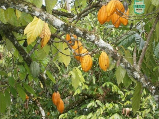 Fazenda na cidade de Ibirataia a 340 Km de Salvador e 320 Km de Camaçari - Foto 17