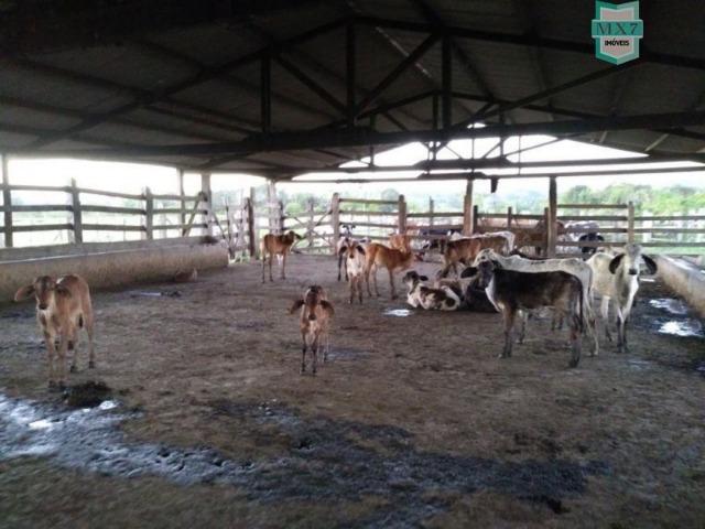 Fazenda plana, completa com 564 Hectares. Produção de Cacau e gado - Foto 9