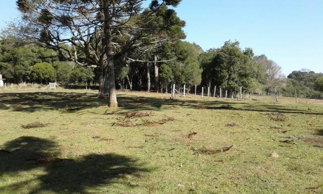 Ótim chácara geradora de rendimentos com 08 ha. - Foto 8