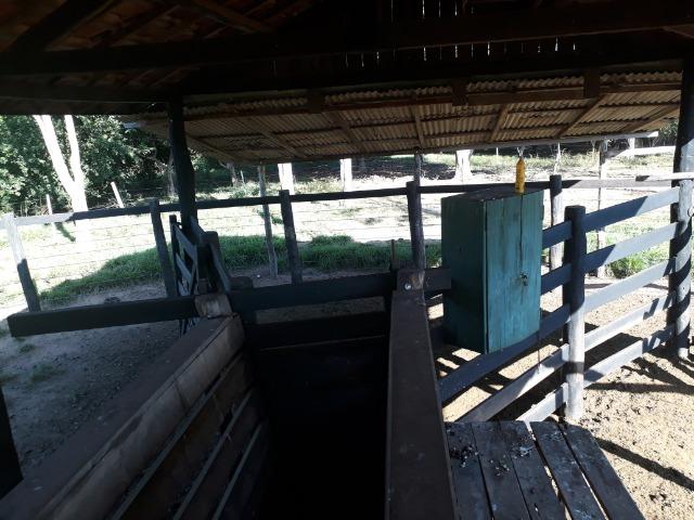 Chácara com caneiros, aves, tanque com peixes na BR 364 - Foto 6