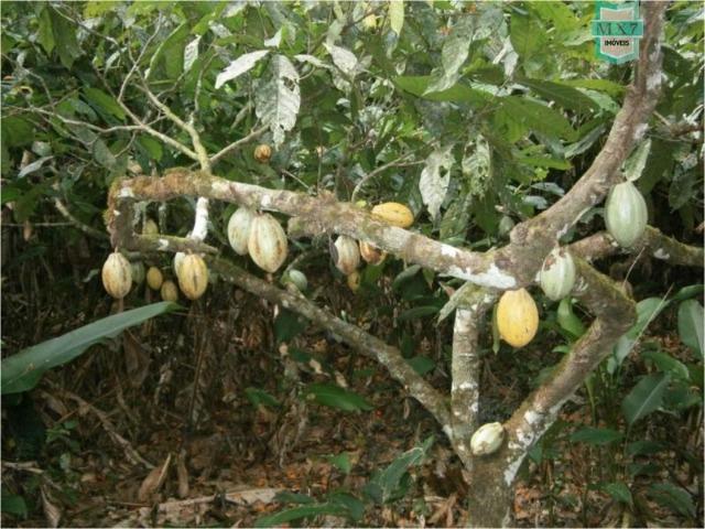 Fazenda na cidade de Ibirataia a 340 Km de Salvador e 320 Km de Camaçari - Foto 18