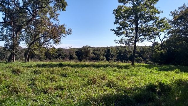 "Ótimo sítio 35 ha" - Sidrolândia MS, Brasil - Foto 18