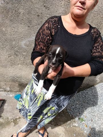 Lindos filhotes de Pit Bull 550 - Foto 6