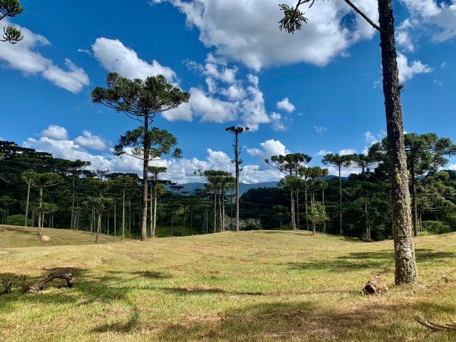 Chácara em Urubici/ terreno em Urubici/ Urubici - Foto 5