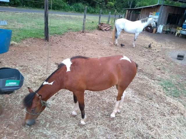 Vendo Pônei muito lindo e manso!!!