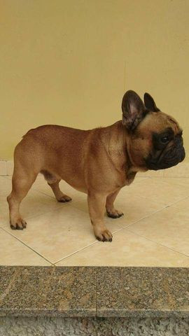 Macho Adulto de bulldog francês