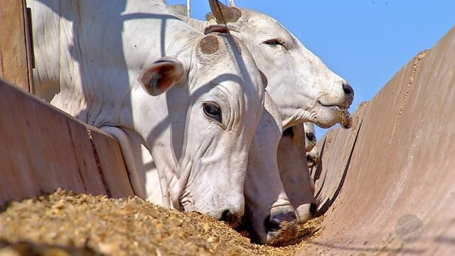 Oportunidade de Negocio - Fabrica de ração Bovina, Lucro Garantido
