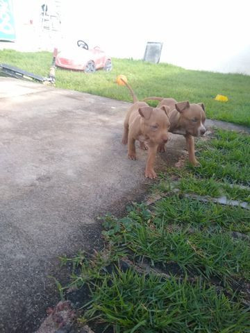 2 filhotes pitbull red nose - Foto 3