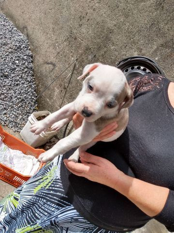 Lindos filhotes de Pit Bull 550 - Foto 2