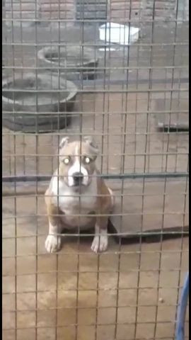 American Bully - Foto 3