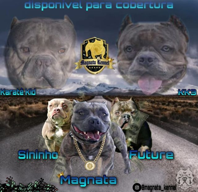 American bully micro - Foto 5