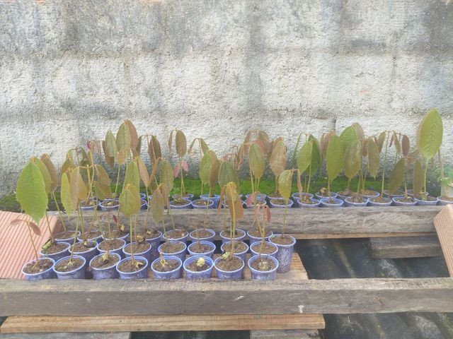 Mudas de cupuaçu - Foto 3