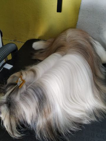 Procura-se namorada para Lhasa apso - Foto 5