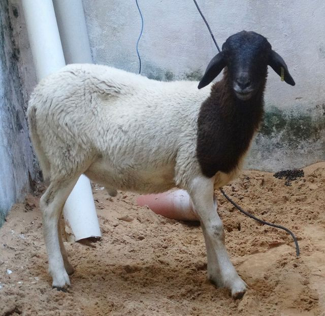 Carneiro soinga 4 meses