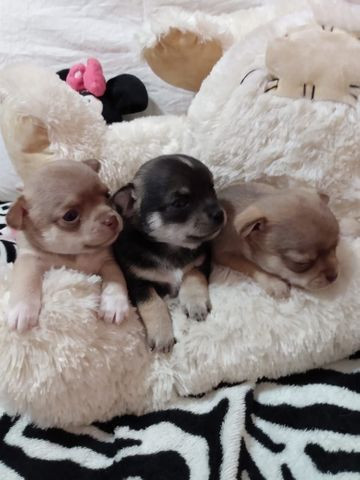 Chihuahua a pronta entrega