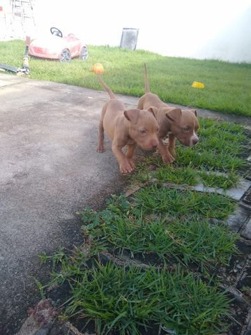 2 filhotes pitbull red nose - Foto 4