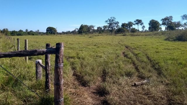 "Ótimo sítio 35 ha" - Sidrolândia MS, Brasil - Foto 11