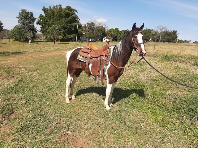 Cavalo pampa - Foto 6