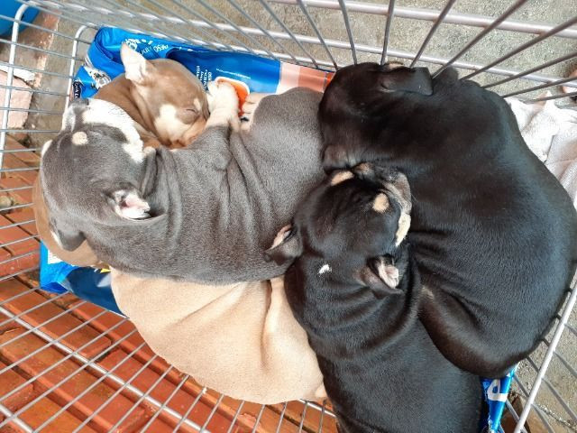 American Bully - Foto 6