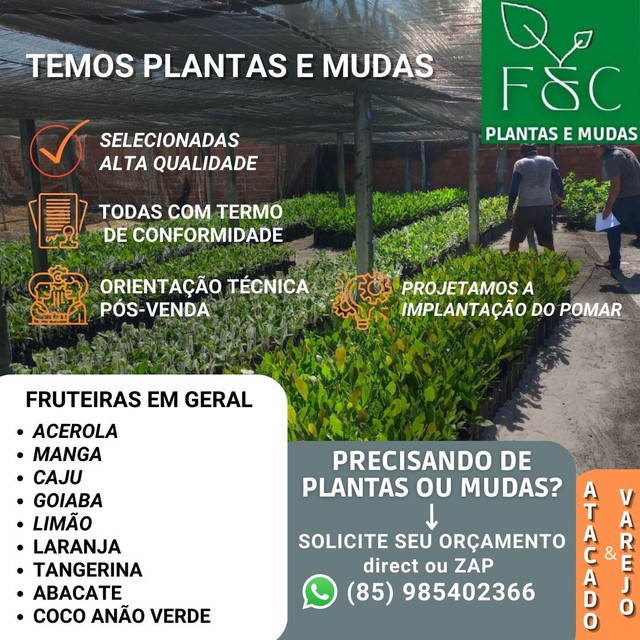 Atacado de plantas | +170 anúncios na OLX Brasil