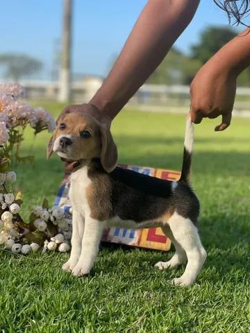 Progenitores Filhotes Beagles  - Foto 5