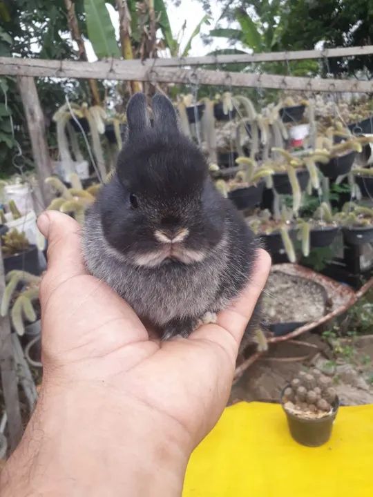 Coelho anão importado i black other - Foto 2