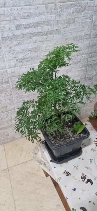 Planta em vaso( Árvore da Felicidade)!!! - Foto 3