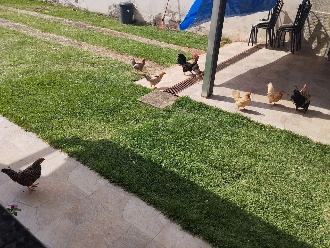 Galizé Galinhas e galos: 120 casal - Foto 6