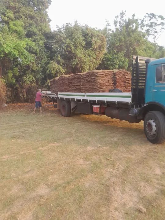 Grama esmeralda  - Foto 6