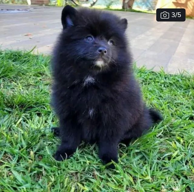 Spitz Alemão macho pedigree cbkc 12x sem juros - Foto 4