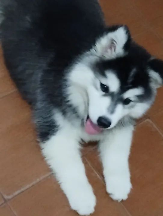 Filhote Husky Siberiano wooly  - Foto 2