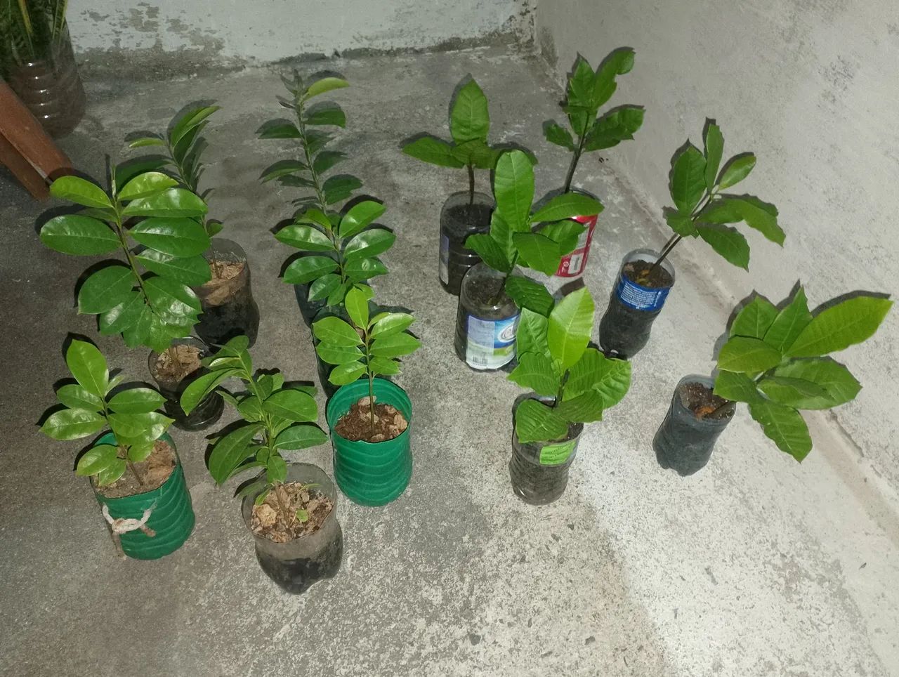 Mudas de frutíferas