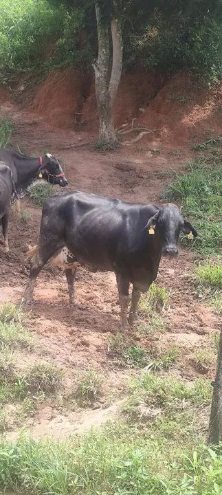 Vendo ou troco vacas girolanda