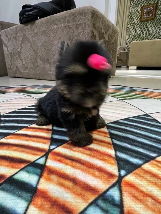 Yorkshire micro fêmea 