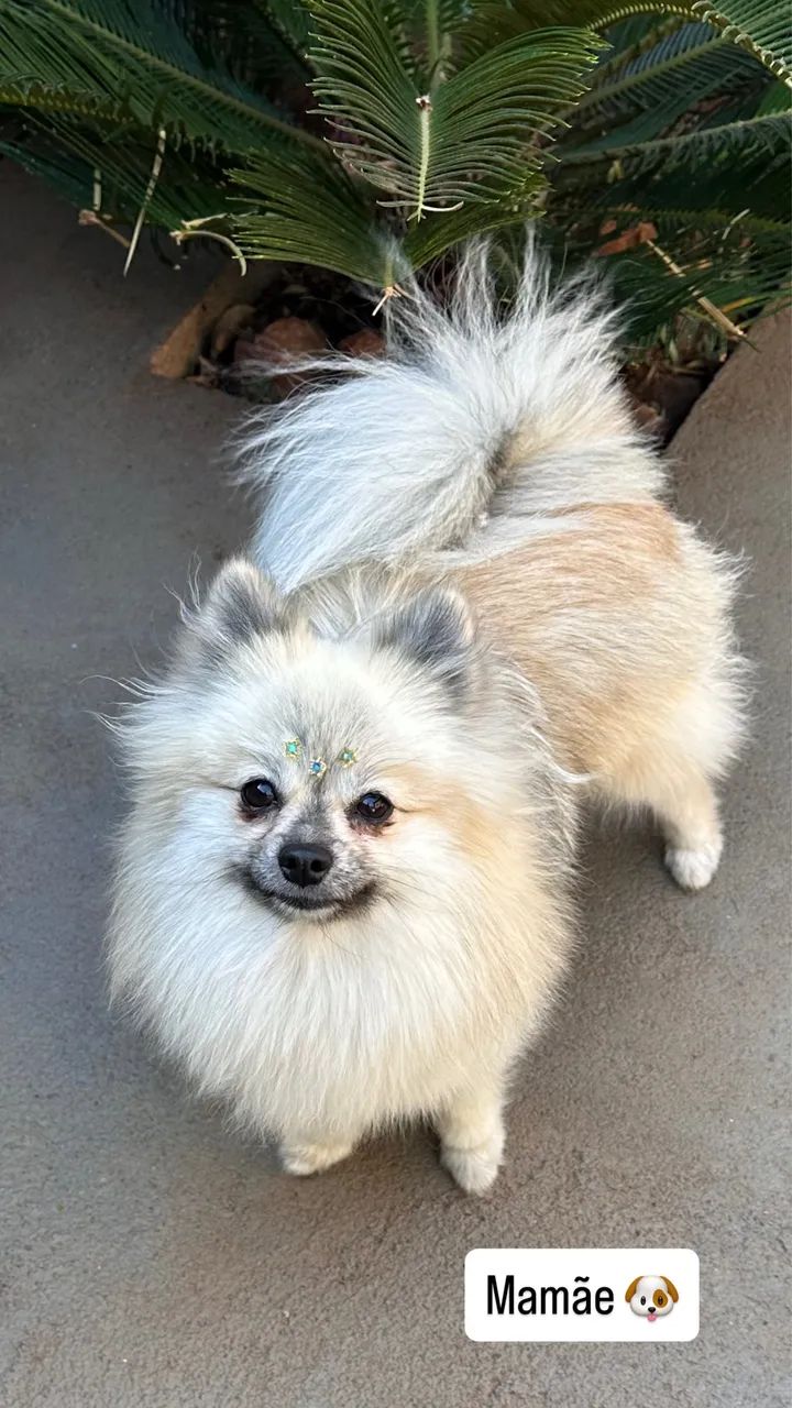 lulu da pomerania - Foto 5
