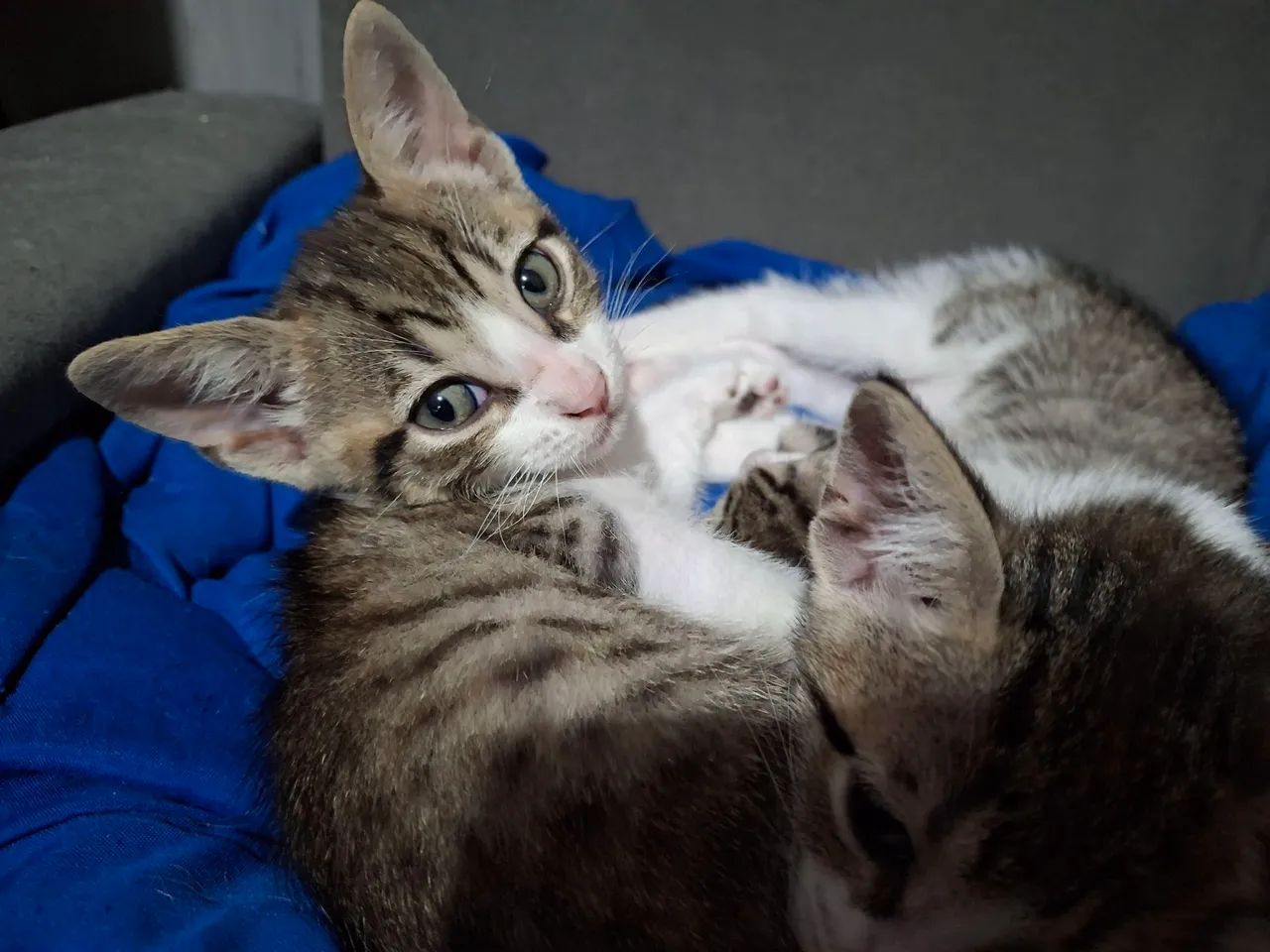 Gatinhosfofinhos para adoção.  Dois macho, duas fêmeas.  - Foto 5