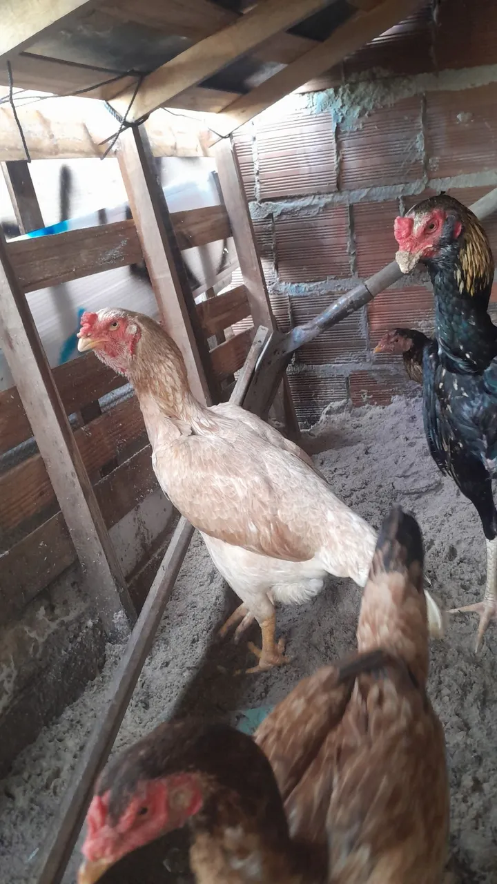 Galinhas e frangas de Raça