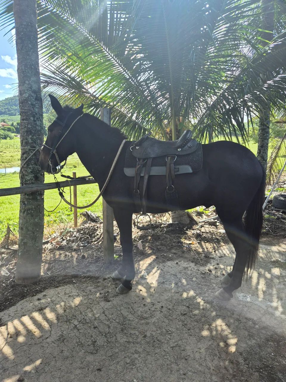 Burro marcha Picada - Foto 5