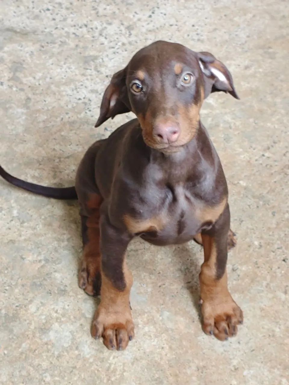 Doberman filhote - Chocolate - Foto 2