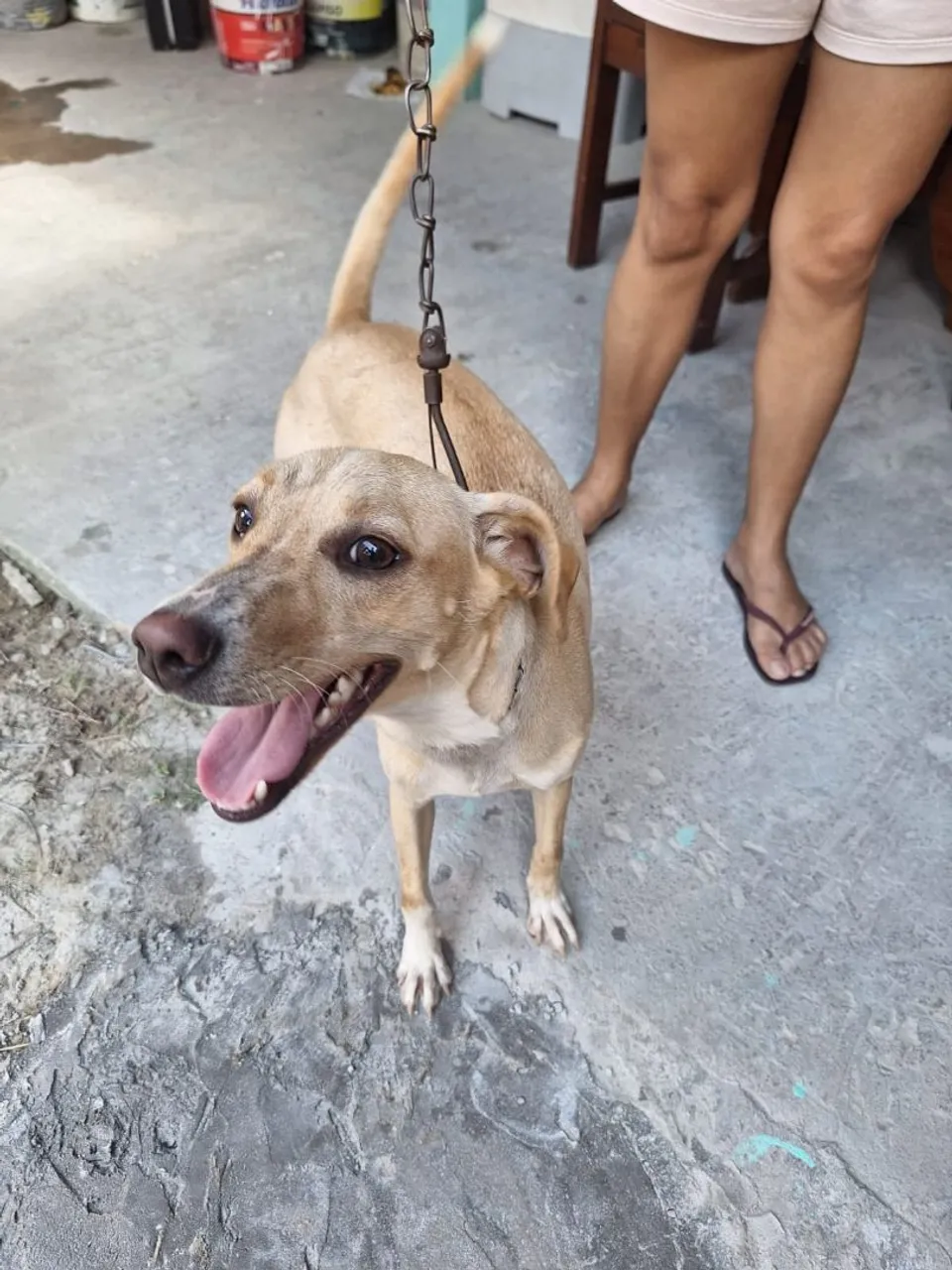Cachorro para adoção