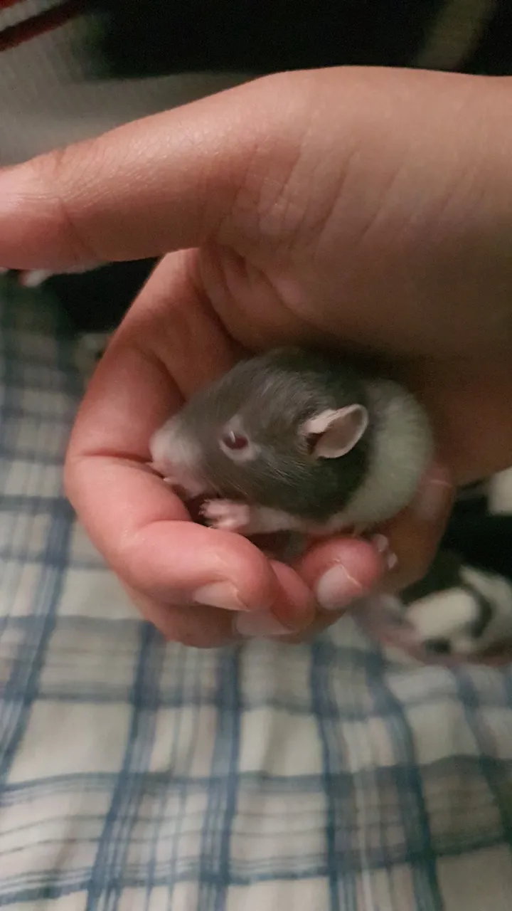 Ratinho bebê cinza e branco para adoção