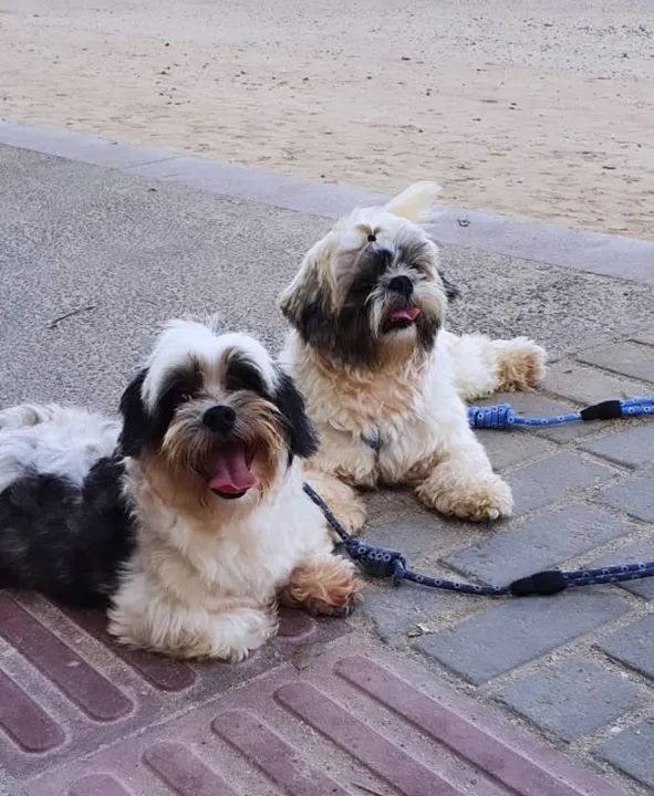 Cachorro lindo filhote de shih Tzu  - Foto 6