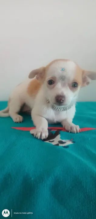 Vendo lindíssima filhote de chihuahua fêmea particular super promoção  - Foto 6