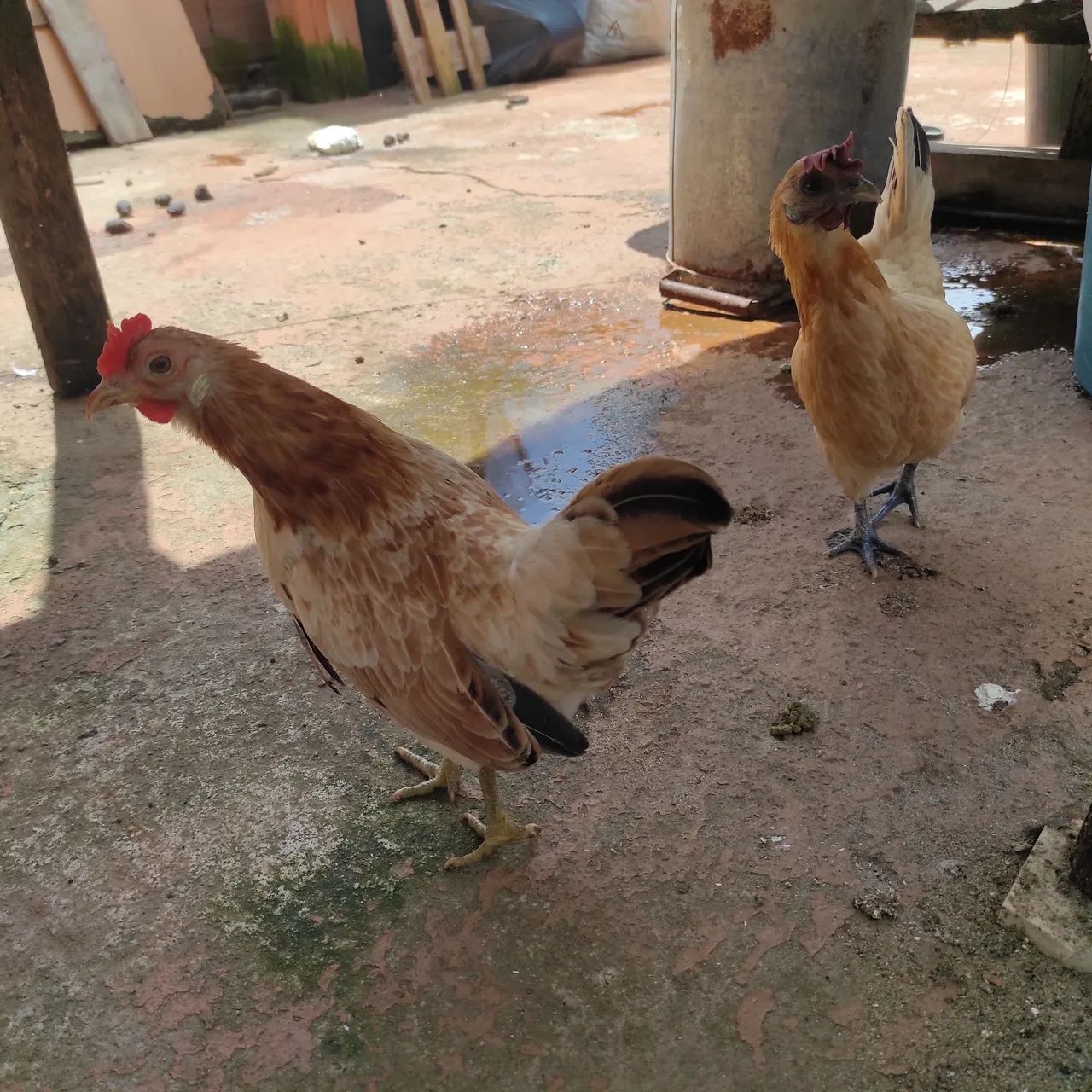 Galinha garnisé  - Foto 3