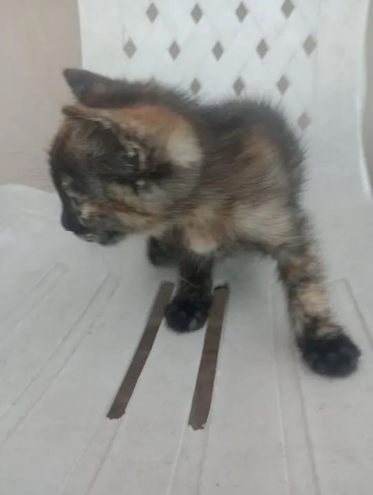 Gatinhos fofinhos para adoção - Foto 4