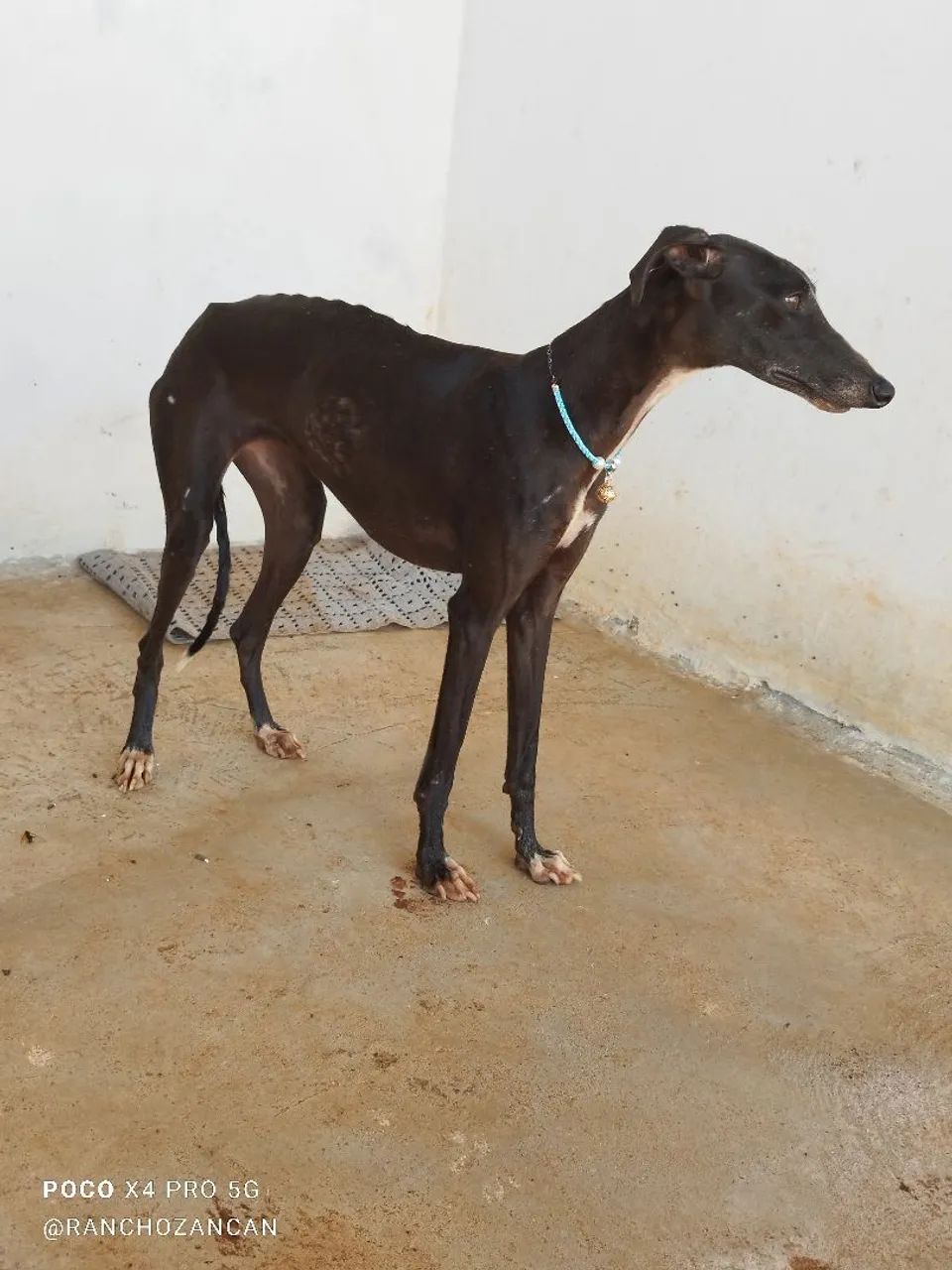 Galgo italiano 