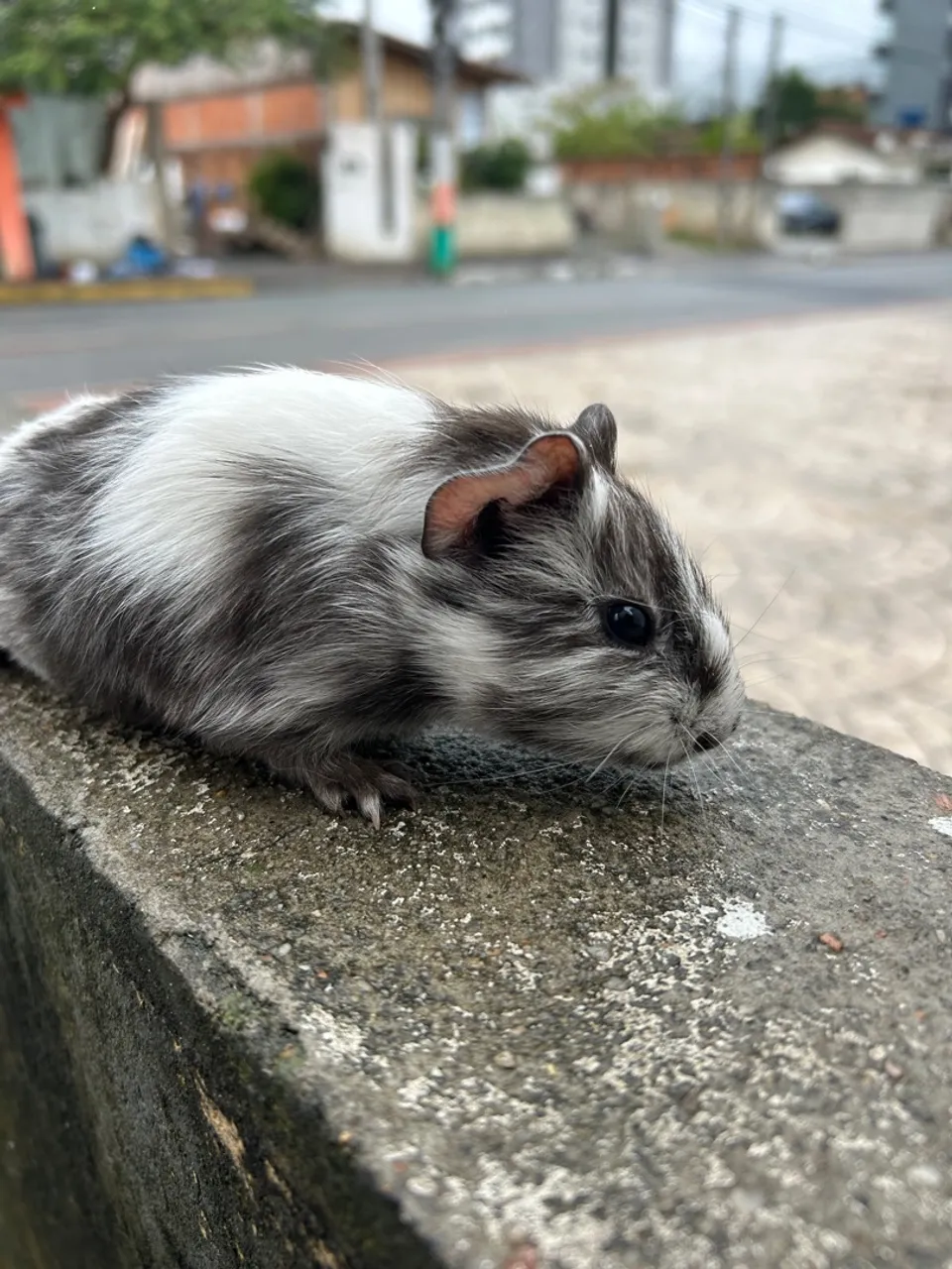 PORQUINHO DA ÍNDIA 