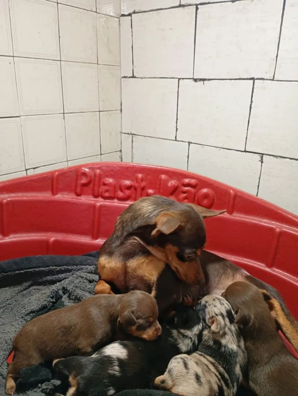 Pinscher fêmeas chocolate - Foto 4