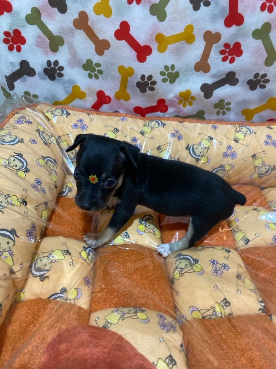 Filhotes de Pinscher fêmea zero - Foto 5